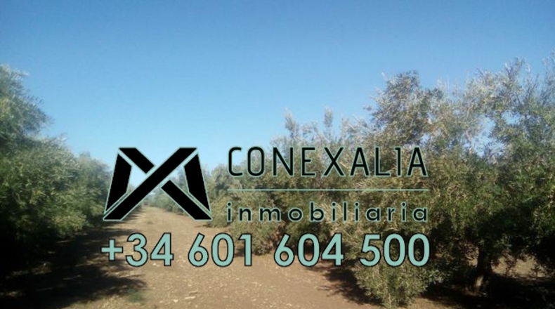 Cádiz - Olvera - 106260m2