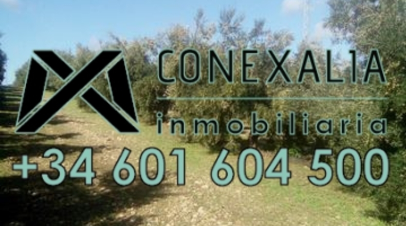 Cádiz - Olvera - 106260m2
