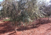 Xalet independent amb terreny en venda a Vila-real ref.: TR16558 foto