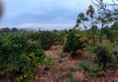 Terreny no urbanitzable en venda a Vila-real ref.: TR66441 foto