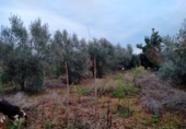 Terreny no urbanitzable en venda a Vila-real ref.: TR66441 foto