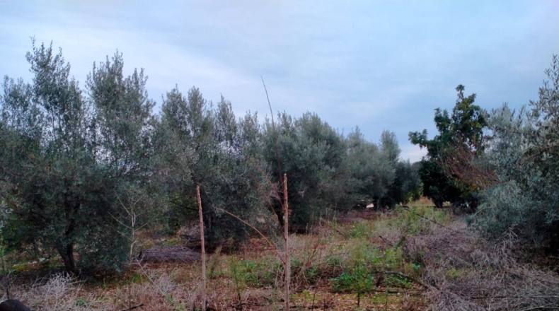 Castellón - Vila-real - 4221m2
