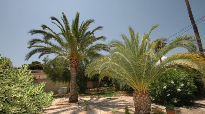 Alicante - Alfaz del Pi - 1742m2