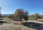 Casa de camp amb terreny en venda a Tabernas ref.: TR104832 foto