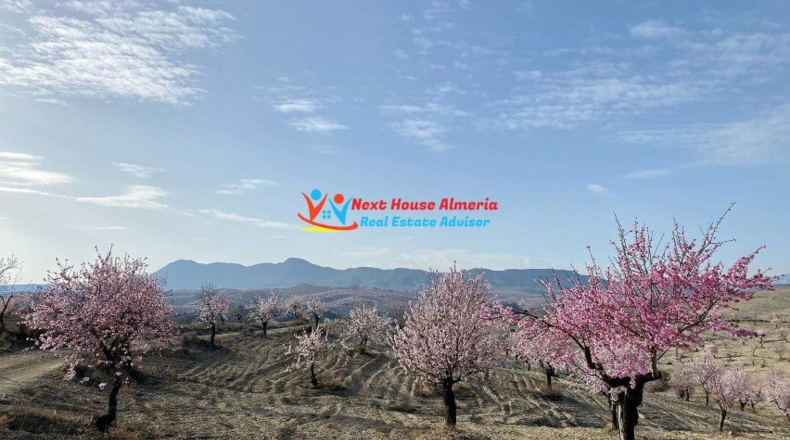 Almería - Taberno - 237200m2