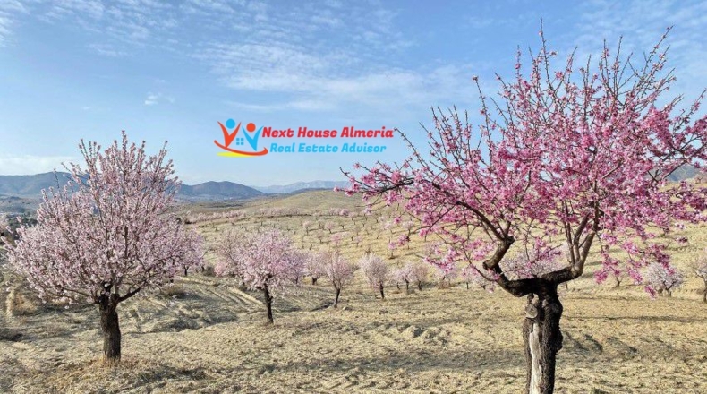 Almería - Taberno - 237200m2