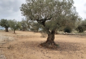 Non-developable land for sale in la Jana ref: TR33939 photo