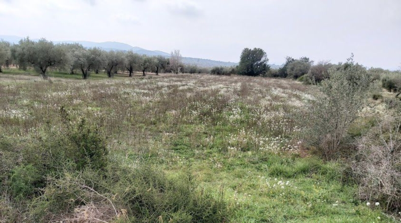 Castellón - la Jana - 6312m2