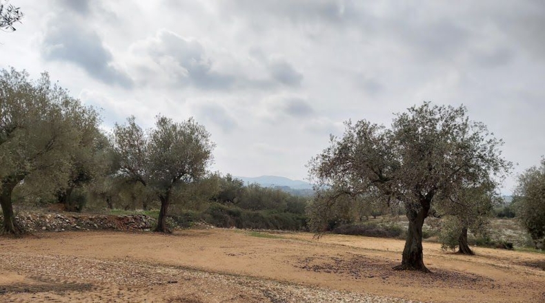 Castellón - la Jana - 6312m2