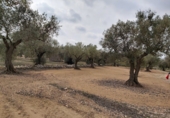 Non-developable land for sale in la Jana ref: TR33939 photo