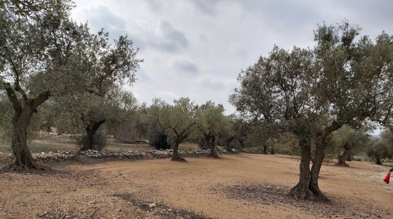 Castellón - la Jana - 6312m2