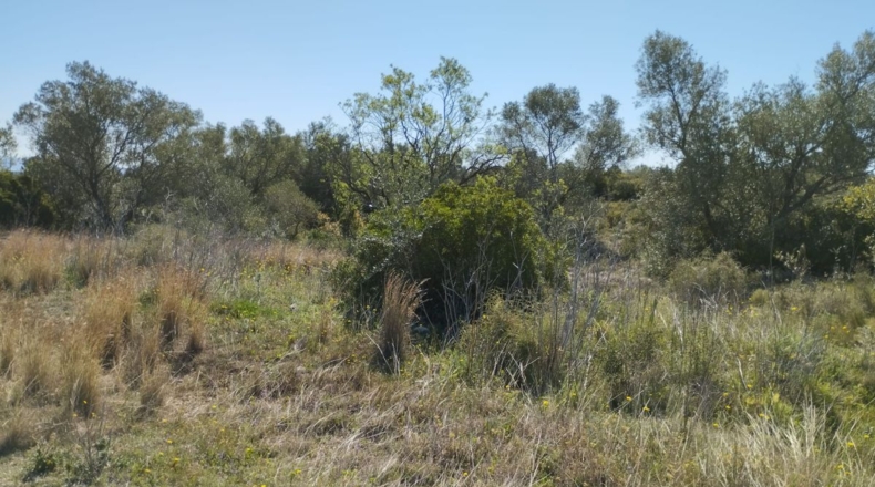 Castellón - Traiguera - 35008m2