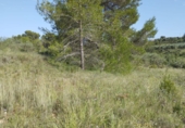Terreno no urbanizable en venta en Sant Mateu ref: TR81841 foto