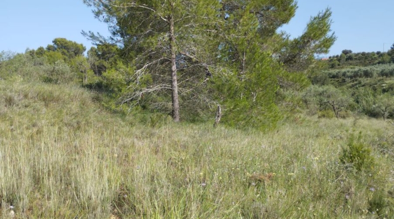 Castellón - San Mateo - 18000m2