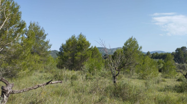 Castellón - San Mateo - 18000m2