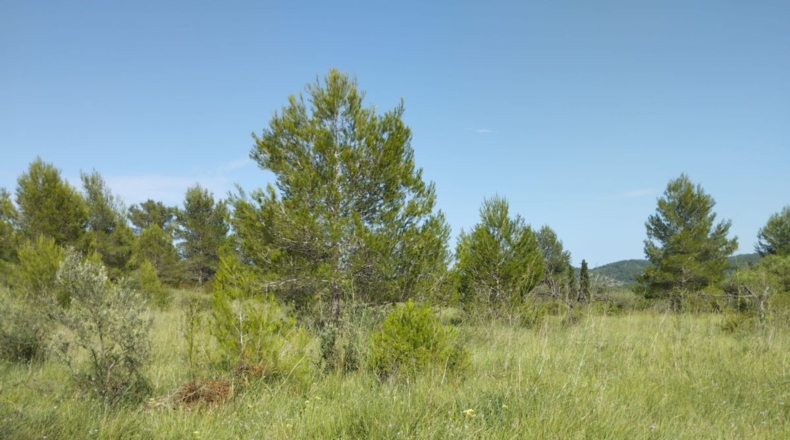 Castellón - San Mateo - 18000m2