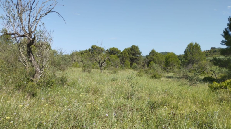 Castellón - San Mateo - 18000m2