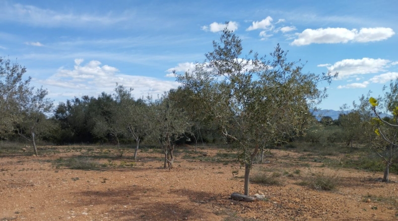 Castellón - Traiguera - 3494m2