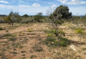Non-developable land for sale in Traiguera ref: TR106299 photo