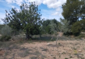 Non-developable land for sale in Traiguera ref: TR106299 photo