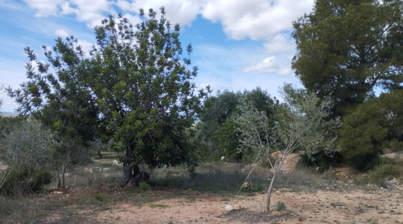 Castellón - Traiguera - 3494m2