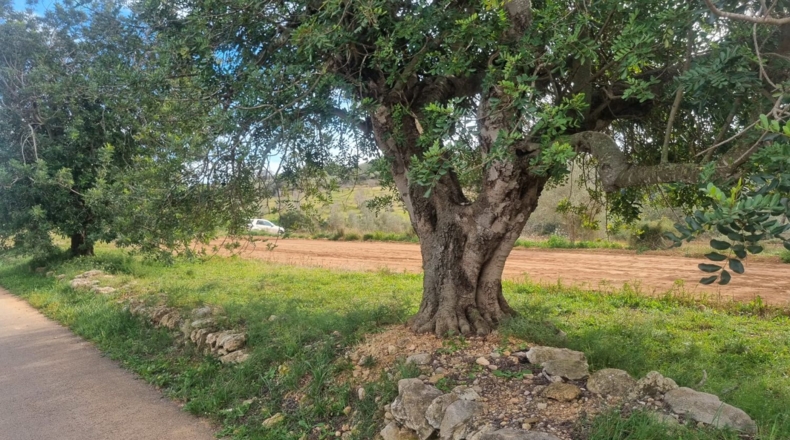 Castellón - Traiguera - 45000m2