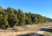 Terreno no urbanizable en venta en Vinaròs ref: TR253127 foto