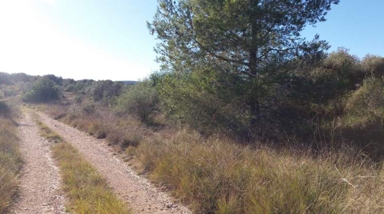 Castellón - San Mateo - 18000m2