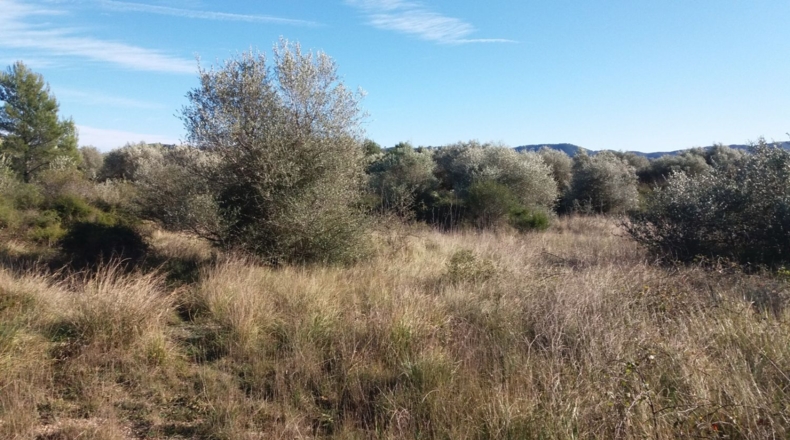 Castellón - San Mateo - 18000m2