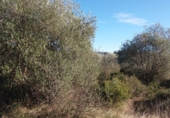 Terreny no urbanitzable en venda a Sant Mateu ref.: TR253129 foto