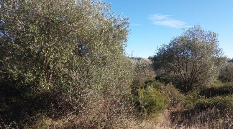 Castellón - San Mateo - 18000m2