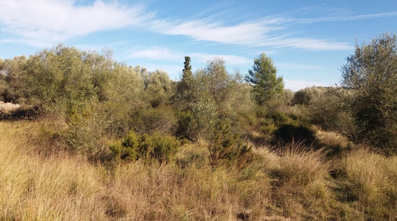 Castellón - San Mateo - 18000m2