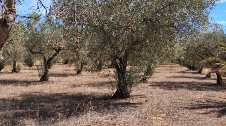 Castellón - San Jorge - 7511m2