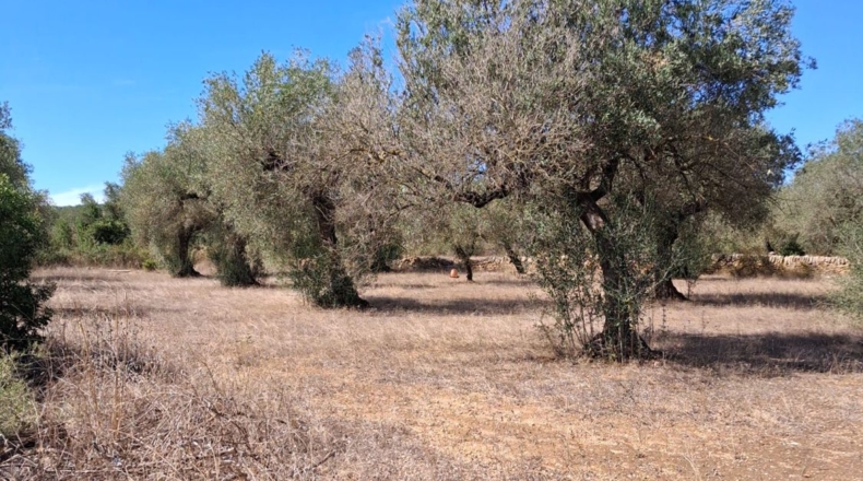 Castellón - San Jorge - 7511m2
