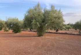 Vinaròs 20341&nbsp;м²