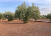 Terreno no urbanizable en venta en la España, Vinaròs, ref: TR379457 foto