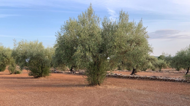 Castellón - Vinaroz - 20341m2