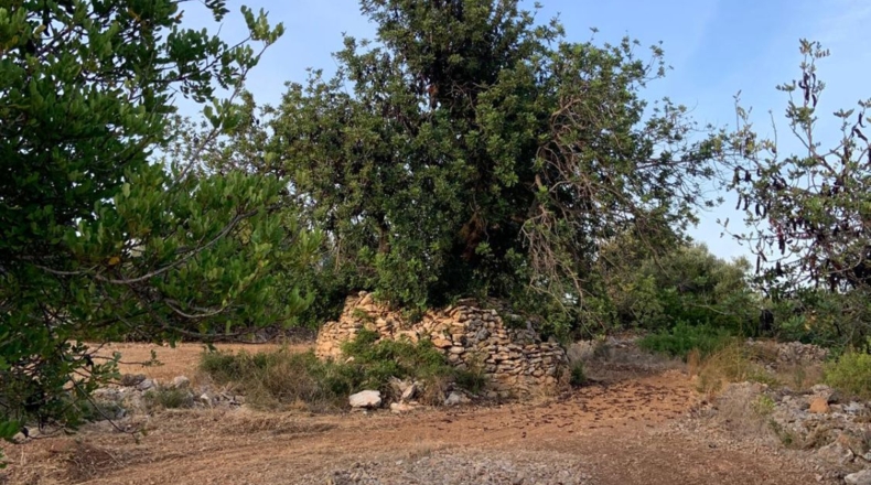 Castellón - Vinaroz - 20341m2