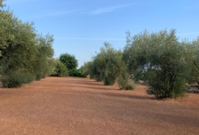 Vinaròs 20341&nbsp;м²