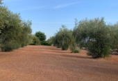 Terreno no urbanizable en venta en la España, Vinaròs, ref: TR379457 foto