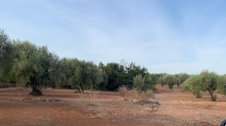 Castellón - Vinaroz - 20341m2
