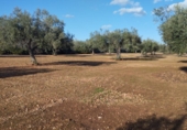 Terreno no urbanizable en venta en Vinaròs ref: TR381298 foto