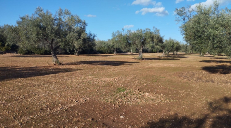 Castellón - Винарос - 6952m2