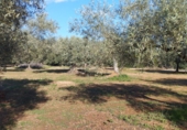 Terreno no urbanizable en venta en Vinaròs ref: TR381298 foto