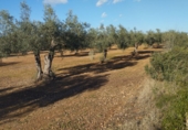 Terreno no urbanizable en venta en Vinaròs ref: TR381298 foto