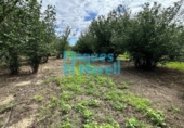 Rural estate for sale on España, Vilallonga del Camp, ref: TR187054 photo