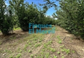 Rural estate for sale on España, Vilallonga del Camp, ref: TR187054 photo