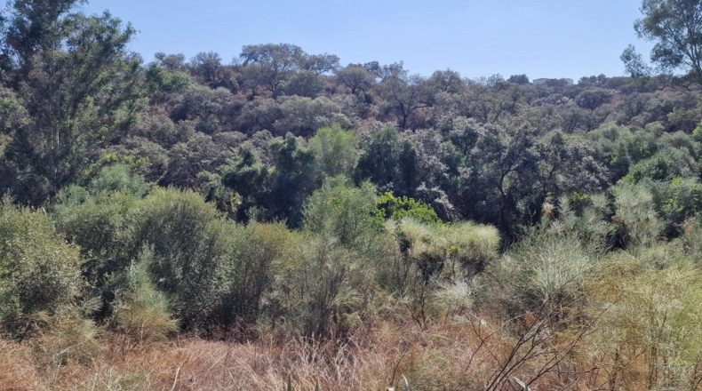 Sevilla - Las Pajanosas - 1291m2