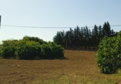 Finca rústica en venda a Jerez de la Frontera ref.: TR182876 foto