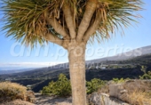 Rural estate for sale in Fasnia ref: TR370869 photo